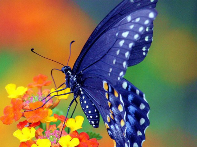 Все о бабочках в Северске | ЗооТом портал о животных