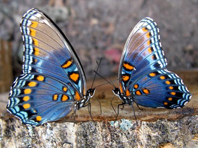 Все о бабочках в Северске | ЗооТом портал о животных