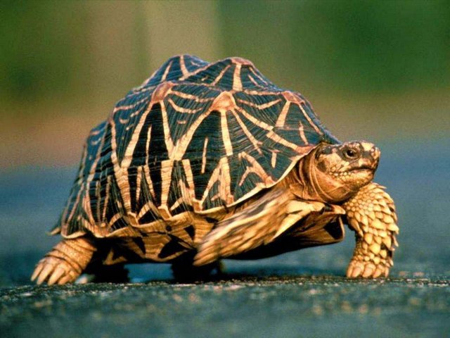 Все о черепахах в Северске | ЗооТом портал о животных