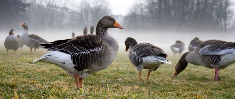 Все о гусях в Северске | ЗооТом портал о животных