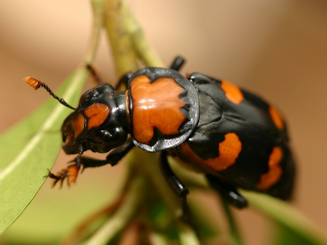 Все о жуках в Северске | ЗооТом портал о животных