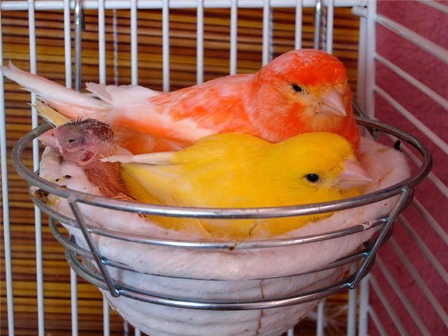 Содержание канареек и уход за ними в Северске