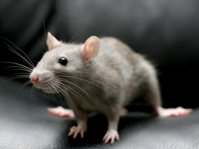 Все о крысах в Северске | ЗооТом портал о животных