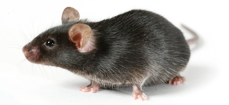 Все о крысах в Северске | ЗооТом портал о животных