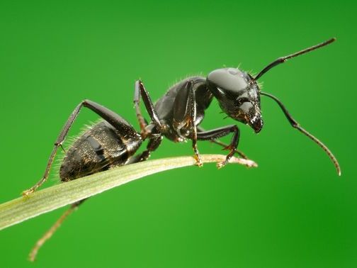 Все о муравьях в Северске | ЗооТом портал о животных