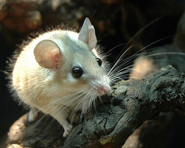 Все о мышах в Северске | ЗооТом - продажа, вязка и услуги для животных в Северске