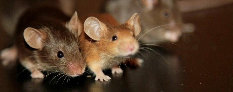 Все о мышах в Северске | ЗооТом - продажа, вязка и услуги для животных в Северске