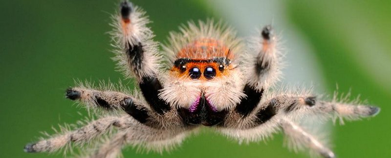 Все о пауках в Северске | ЗооТом портал о животных
