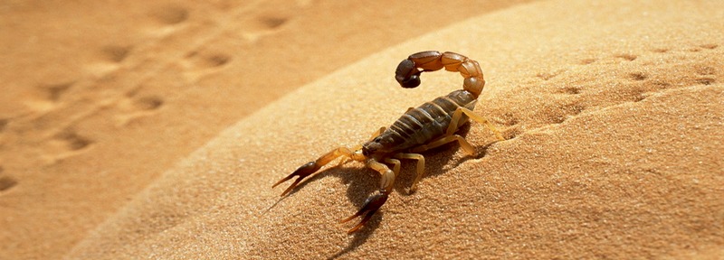 Все о скорпионах в Северске | ЗооТом портал о животных
