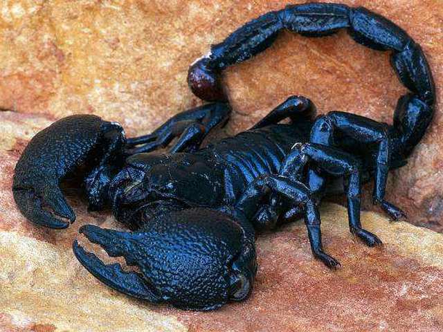 Все о скорпионах в Северске | ЗооТом портал о животных