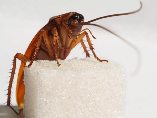 Все о тараканах в Северске | ЗооТом портал о животных