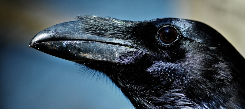 Все о воронах в Северске | ЗооТом портал о животных