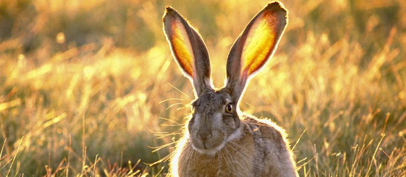 Все о зайцах | ЗооТом - продажа, вязка и услуги для животных в Северске