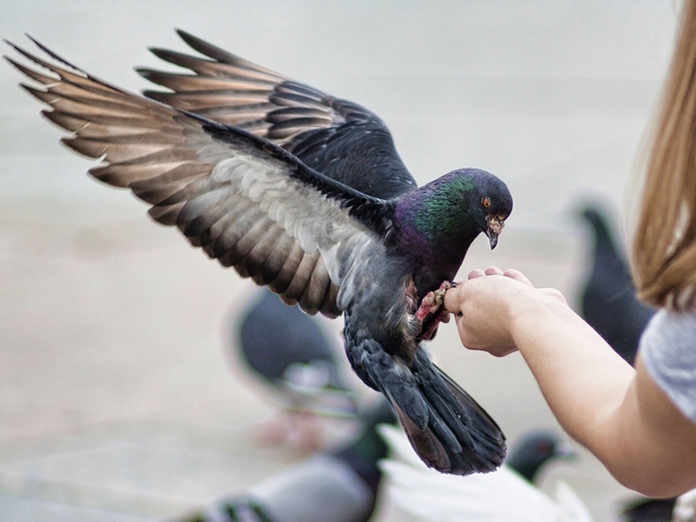 Все о голубях | ЗооТом - продажа, вязка и услуги для животных в Северске