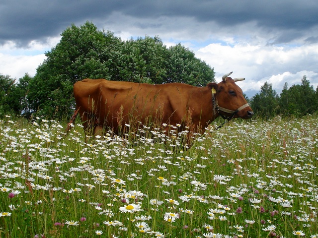 Все о коровах в Северске | ЗооТом портал о животных