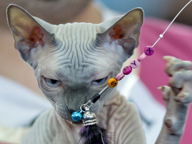 Выставки кошек в Северске | ЗооТом портал о животных