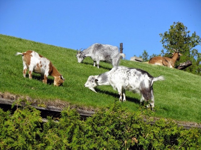Все о козах в Северске | ЗооТом портал о животных