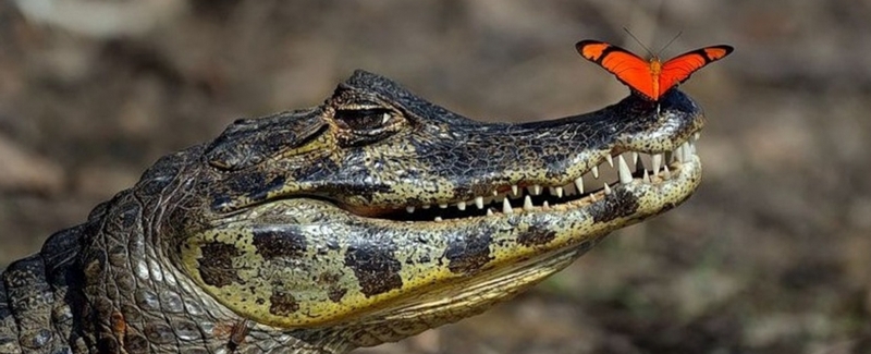 Все о крокодилах в Северске | ЗооТом портал о животных