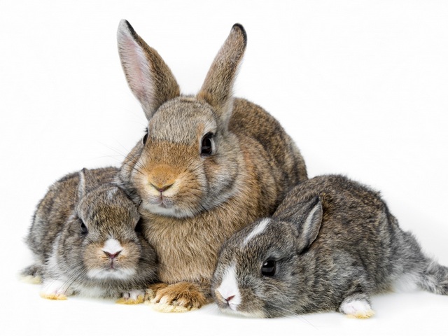 Все о кроликах в Северске | ЗооТом портал о животных
