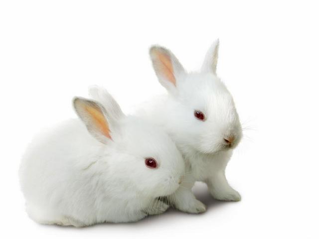 Все о кроликах в Северске | ЗооТом портал о животных