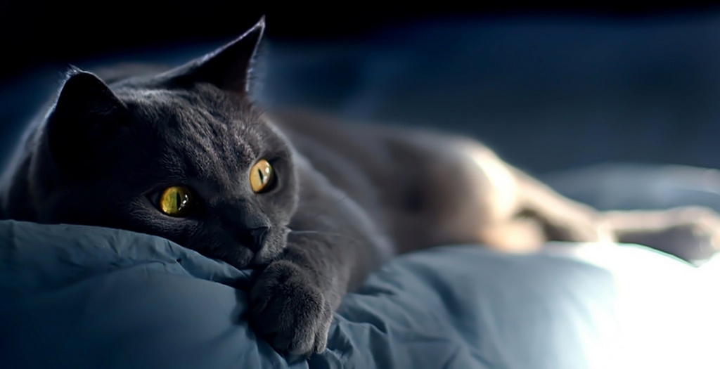 Объявления о кошках | ЗооТом - продажа, вязка и услуги для животных в Северске