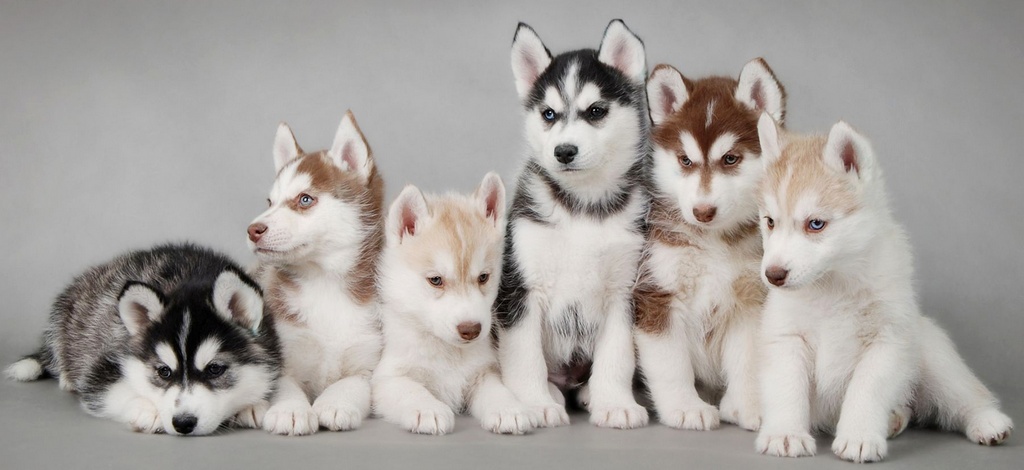 Объявления о собаках | ЗооТом - продажа, вязка и услуги для животных в Северске