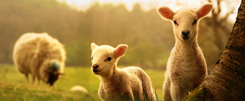 Объявления о сельскохозяйственных животных | ЗооТом - продажа, вязка и услуги для животных в Северске