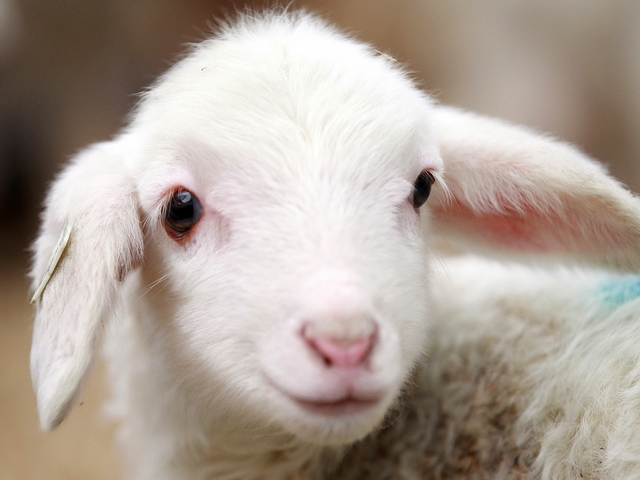 Овцы и бараны в Северске | ЗооТом портал о животных