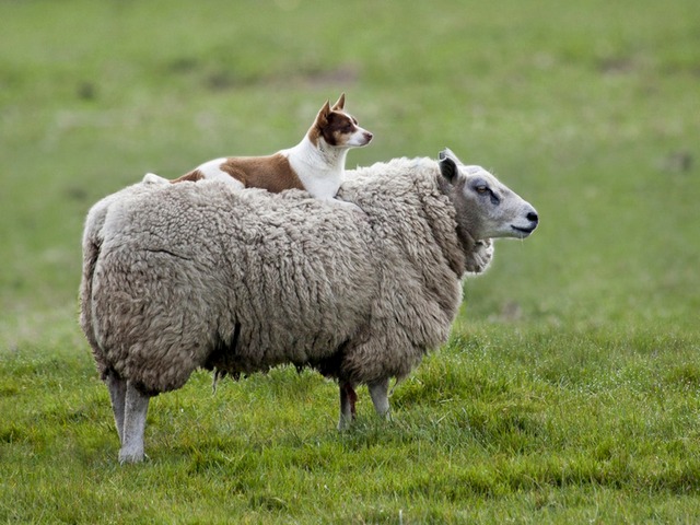 Все об овцах в Северске | ЗооТом портал о животных