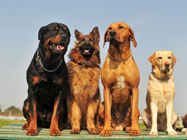 Крупные породы собак в Северске | ЗооТом портал о животных