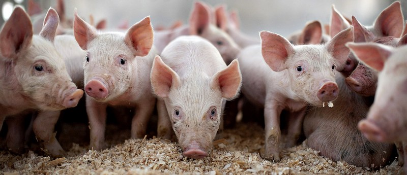 Все о свиньях в Северске | ЗооТом портал о животных