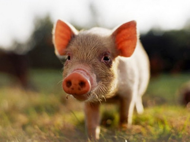 Все о свиньях в Северске | ЗооТом портал о животных
