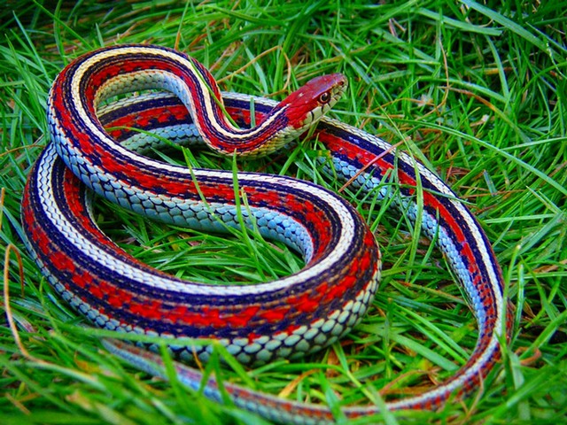 Все о змеях в Северске | ЗооТом портал о животных